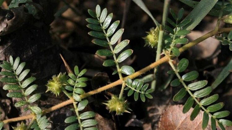 tribulus, parazitleri vücuttan etkili bir şekilde çıkarmaya yardımcı olur