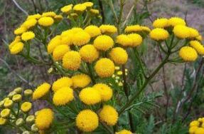 Tansy'den Düşman