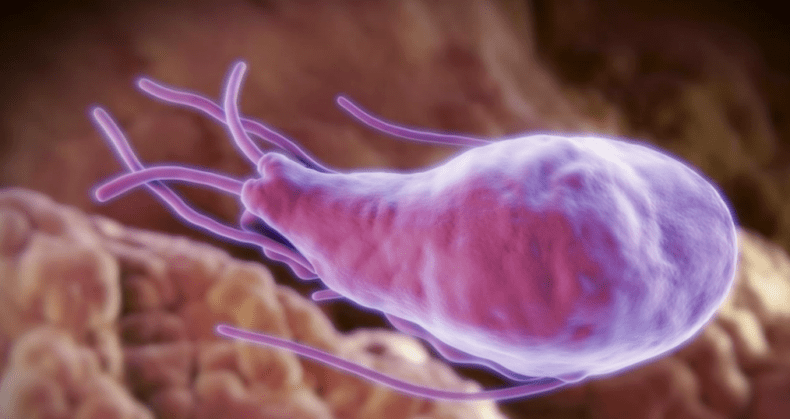 Alveococcus ve Echinococcus