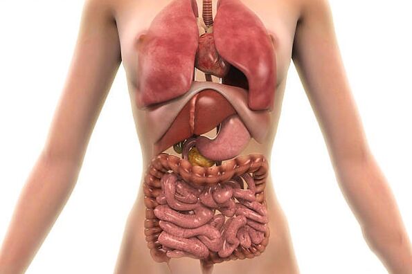 insan vücudundaki parazitler